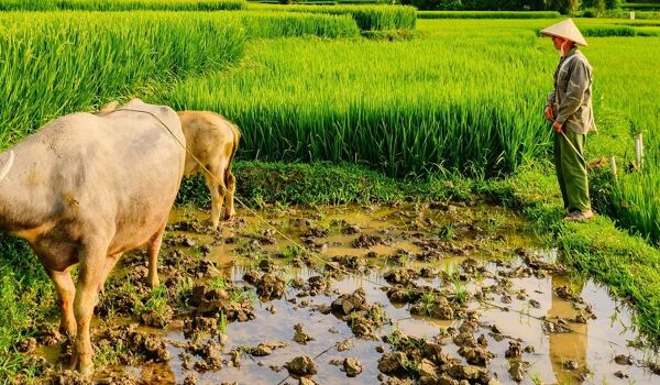 Muang Xay Rice-fields and Buff